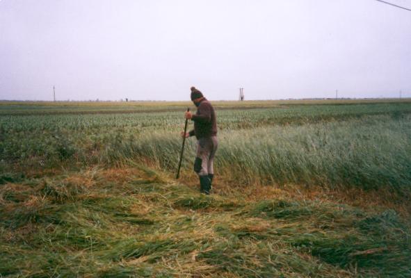 Lieman vid Baja