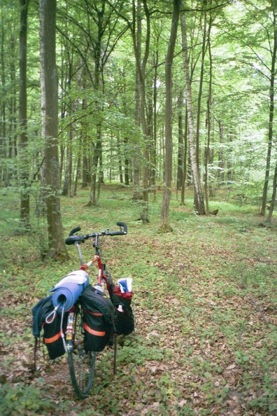 Skog i Krajobrazowyparken