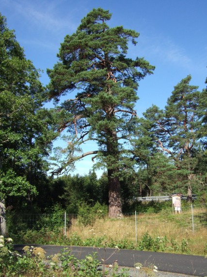 Prostatallen som flera sl&auml;ktingar s&auml;kert passerat p&aring; den gamla v&auml;gen. Syns ett 50-tal meter s&ouml;der om v&auml;g 40. /Allm&auml;nt/