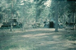 Maskering med granris p�g�r.