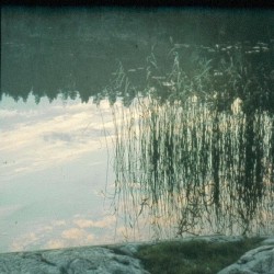 Vattenv�xter i strandkanten