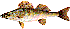 Fisk