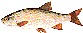 Fisk