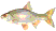 Fisk