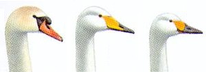 J&auml;mf&ouml;r