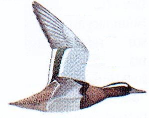 Flygande