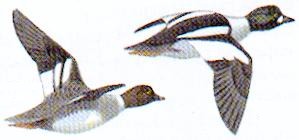 Flygande